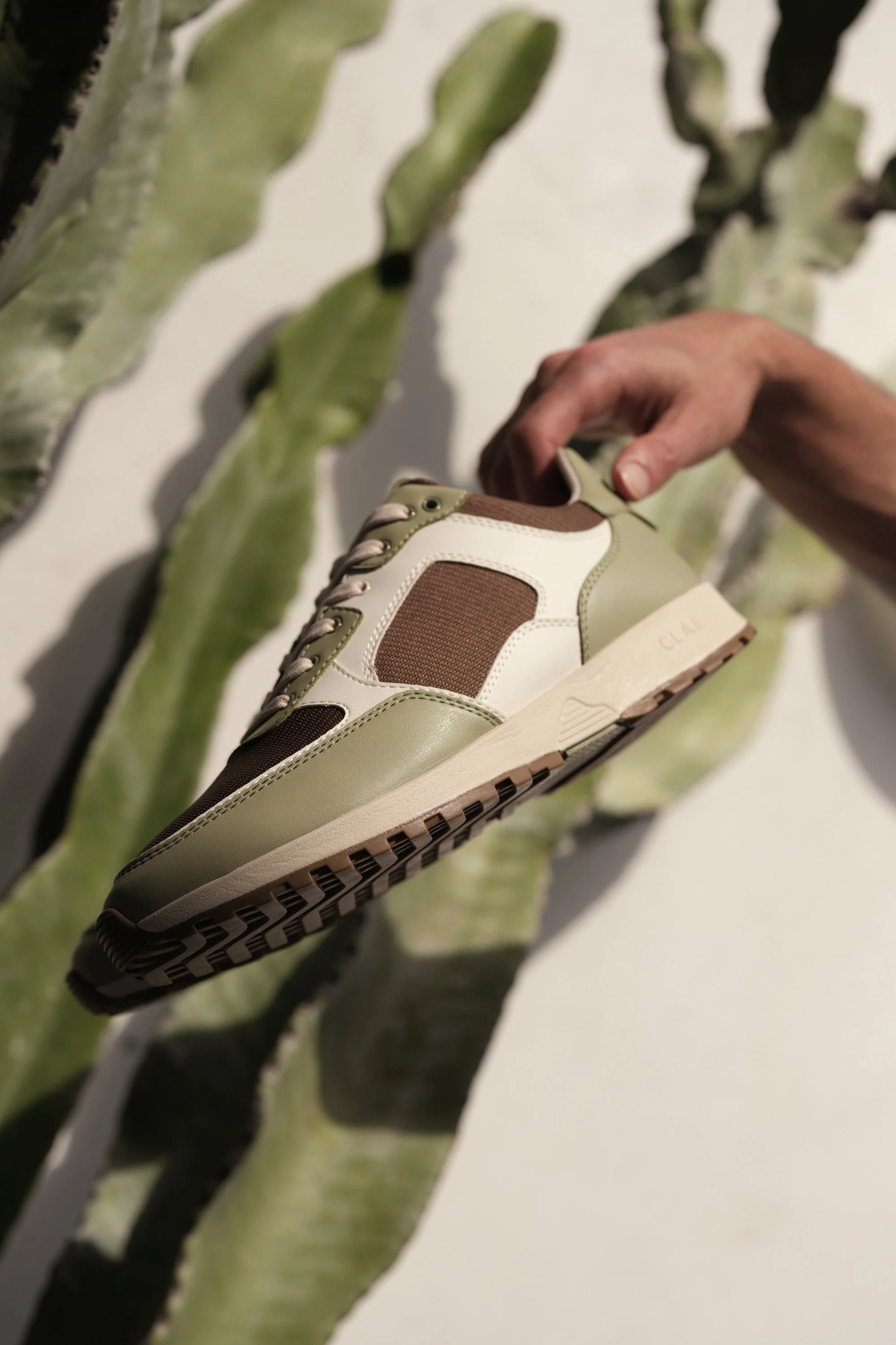 JOSHUA CACTUS - Image 2